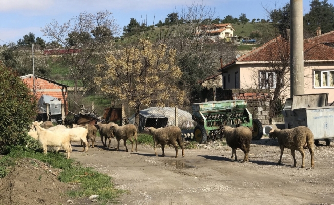 87 hayvan telef oldu: 43 köy karantina altında