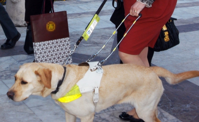 Çin’de rehber köpeklere uçuş izni