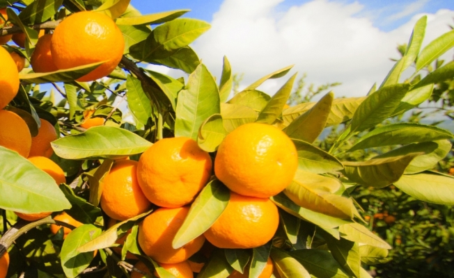 Sağlıklı ve güzel bir cilt için gerekli vitaminler