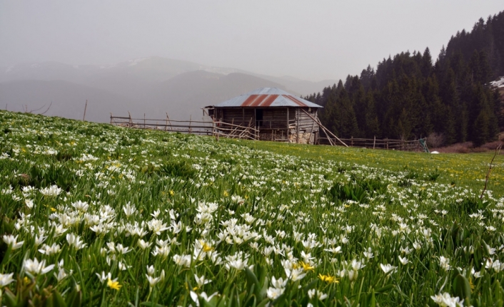 Karadeniz yaylalarında bahar güzelliği