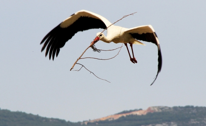 Muğla’da leyleklerin yuva telaşı