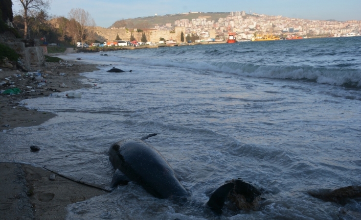 Sinop’ta kıyıya vuran yunus sayısı 32 oldu