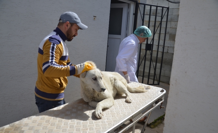 Yaralı köpek için 30 kilometre yol kat ettiler