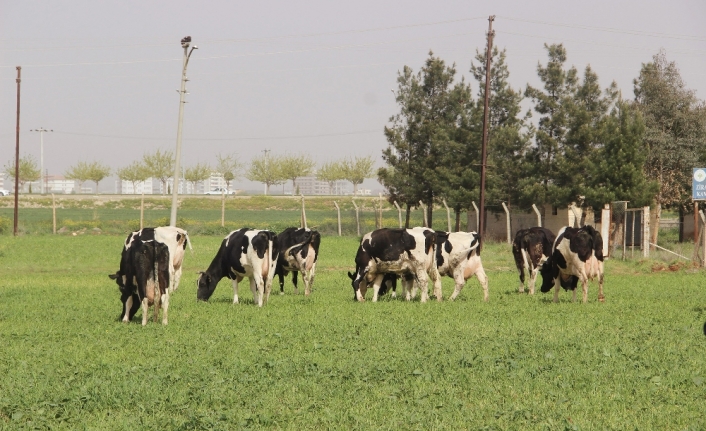 Yeni yem uygulaması, et fiyatlarını düşürecek