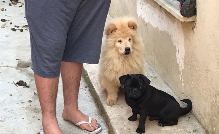 Gümrük kaçağı yavru köpekler ihaleyle satışa çıkarıldı