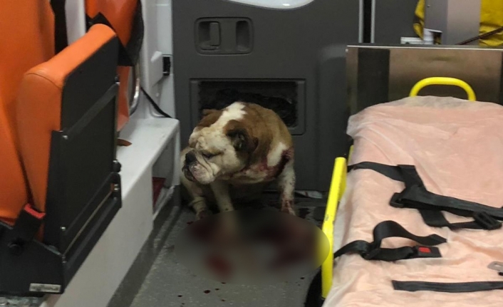 Saldırgan köpeği polis kurşunu bile durduramadı