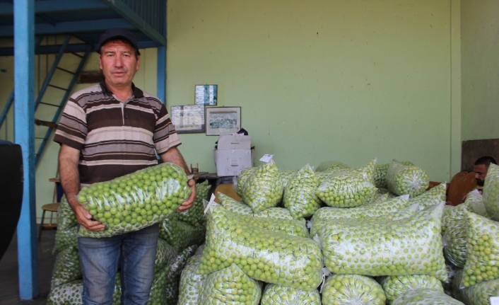 Hem rekolte hem fiyatlar düştü