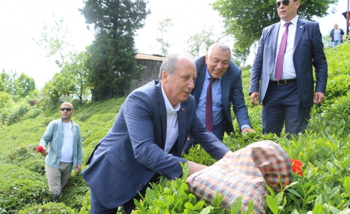 Muharrem İnce çay topladı