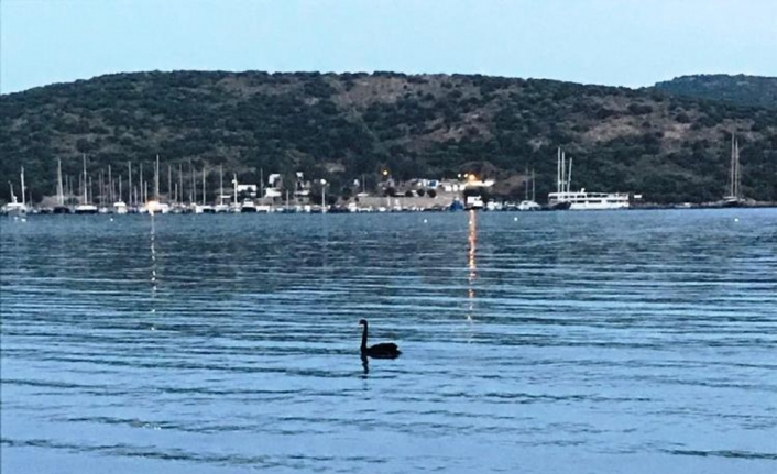 Siyah kuğu Bodrum’u ayağa kaldırdı