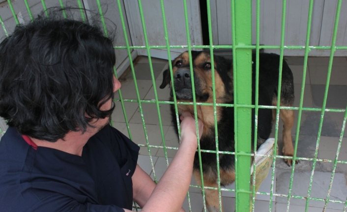 Eskişehir’de köpeğe pompalı tüfekle ateş