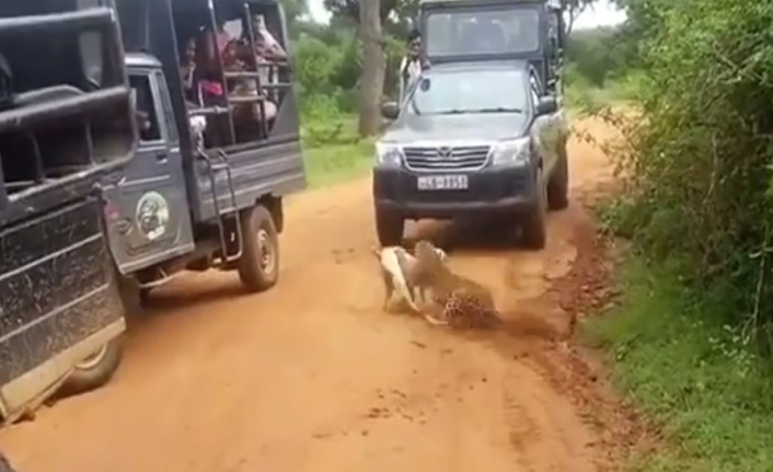 Leopar köpeğe böyle saldırdı