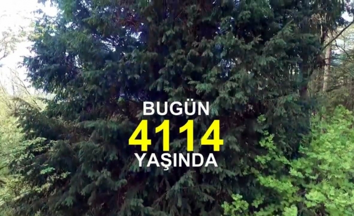 Tam 4 bin 114 yaşında !