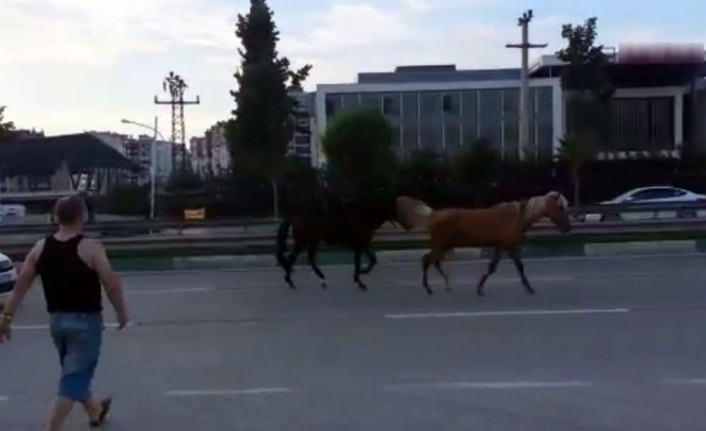 Bursa’da başı boş atlar trafiği tehlikeye soktu