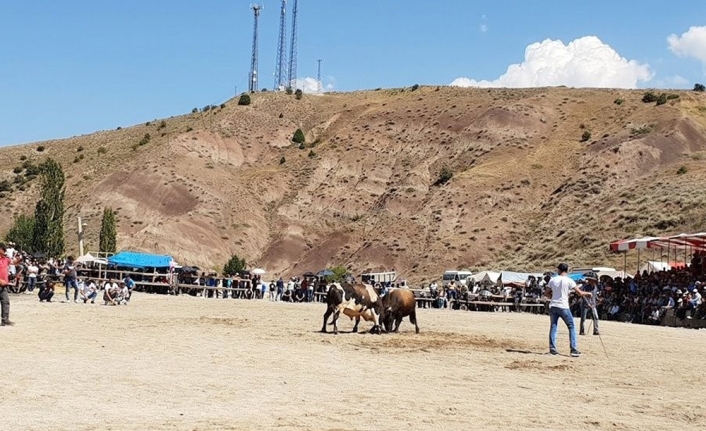 Boğa güreşlerinde kavga çıktı