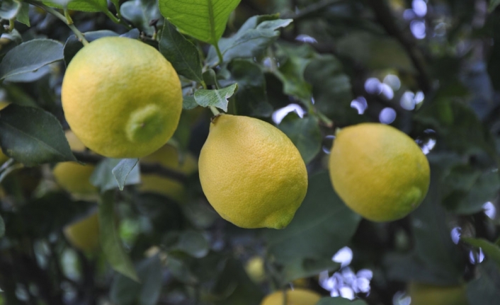 Limonun ateşini hasat düşürecek