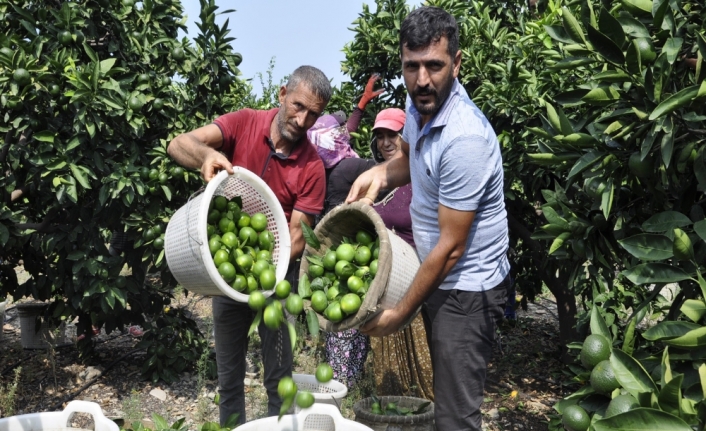 Mandalina hasadı başladı