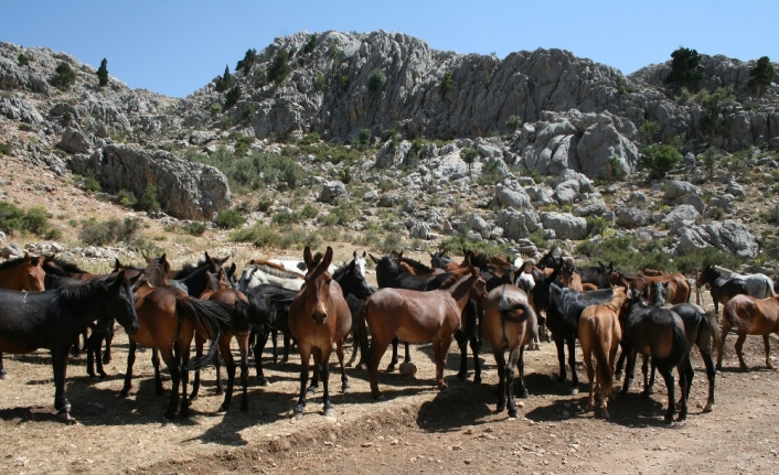 Yılkı atları turist sayısını katladı