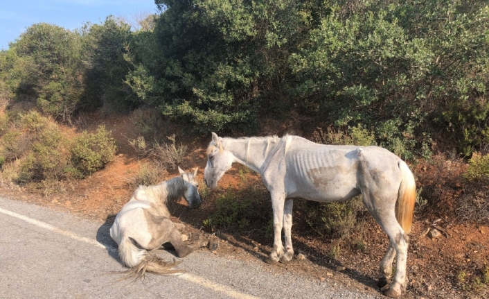 Büyükada’da yaralı halde can çekişen at yürekleri sızlattı