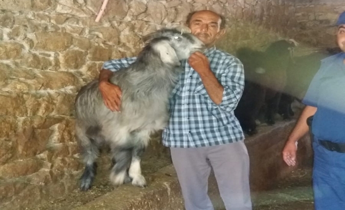 Çalınan keçileri bulununca sarılıp hasret giderdi