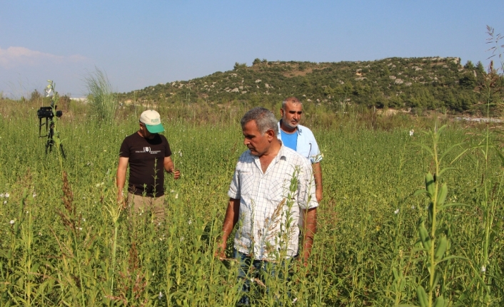 Domatesin ardından susamda da ‘tuta absoluta’ kabusu