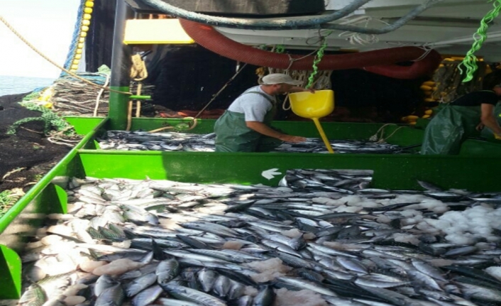 Karadeniz’de palamut bolluğu