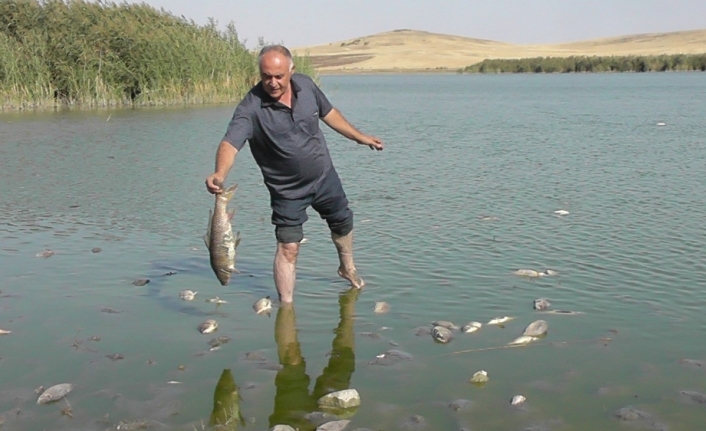 Konya’da korkutan balık ölümleri