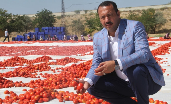 Tonlarca domates kurutulup dünyaya satılıyor