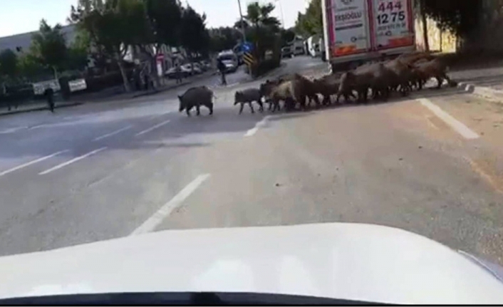 Bodrum’da aç kalan domuzlar şehre indi