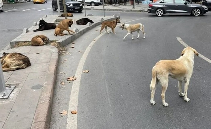 Başıboş köpeklere yönelik yasa teklifi meclise geldi