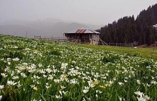 Karadeniz yaylalarında bahar güzelliği