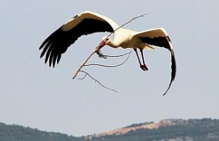 Muğla’da leyleklerin yuva telaşı