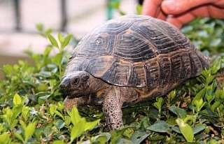 Çöpte bulundu, hayata döndürüldü