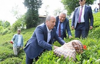 Muharrem İnce çay topladı