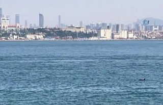 İstanbul Boğazı’nda yunuslardan görsel şölen