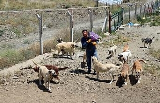 Ömrünü sokak köpeklerine adadı