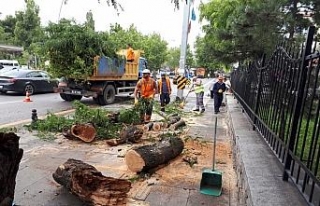 Ankara’da fırtınada ağaçlar devrildi