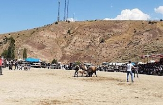 Boğa güreşlerinde kavga çıktı