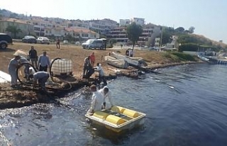 Foça’da ağır yakıt sızıntısı