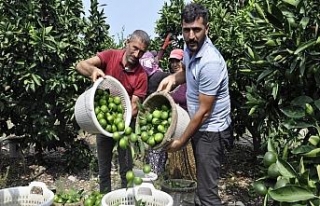 Mandalina hasadı başladı