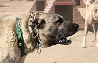 Dünya ’kangal’ı kabul etti