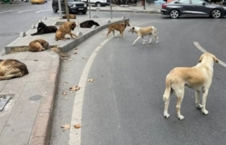 Başıboş köpeklere yönelik yasa teklifi meclise...