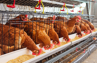 TÜİK açıkladı; Tavuk eti üretimi 204 bin 912 ton, tavuk yumurtası üretimi 1,79 milyar adet