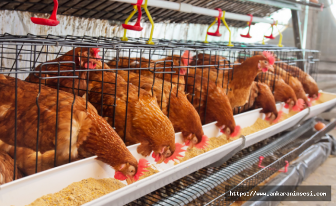 TÜİK açıkladı; Tavuk eti üretimi 204 bin 912 ton, tavuk yumurtası üretimi 1,79 milyar adet