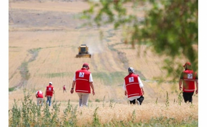 Ankara’da Hasat Edilen Nohutlar Kızılay Aşevinde Sıcak Yemek Olacak